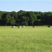 Enchanted Springs Ranch