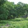 Phil Hardberger Park