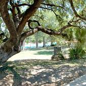 San Pedro Springs Park